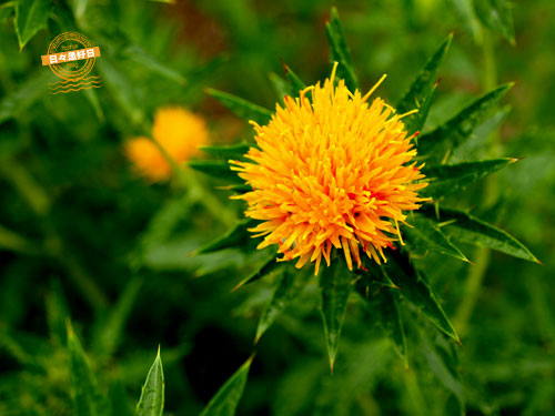 a0239903_18485869.jpg