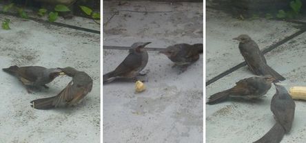 梅雨前線 オリーブの花と鳥の巣立ち…_f0221708_14411650.jpg