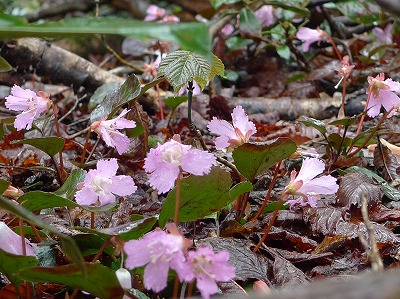 花の大御影山_d0264710_19434469.jpg