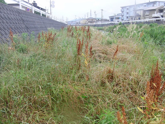 雨に濡れて重くなった草は「腰」に響く 今年最初の小潤井川の草刈り_f0141310_735165.jpg