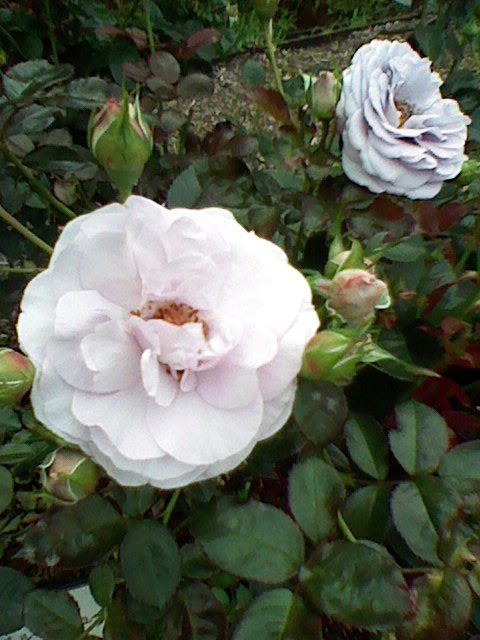 b0087914_13265956.jpg