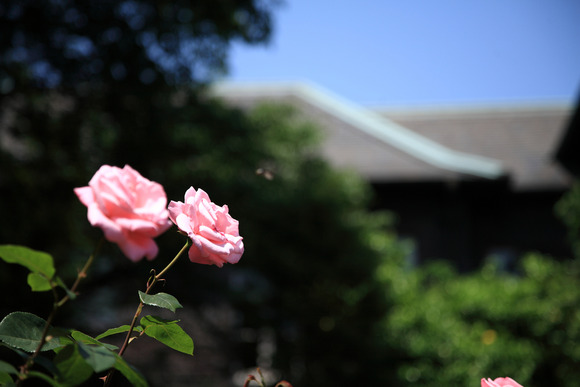 五月のバラ 追悼 尾崎紀世彦 花は桜木 五月のバラ 追悼 尾崎紀世彦 花は桜木