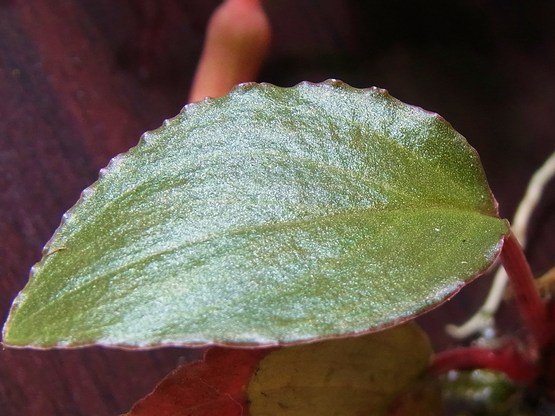 a0170118_0394710.jpg