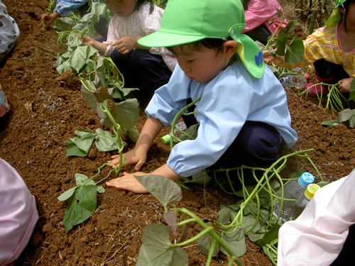 さつまいもの苗を植えました!!_c0194522_16574358.jpg