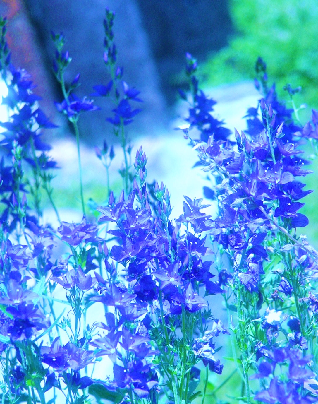 a0146024_0164453.jpg