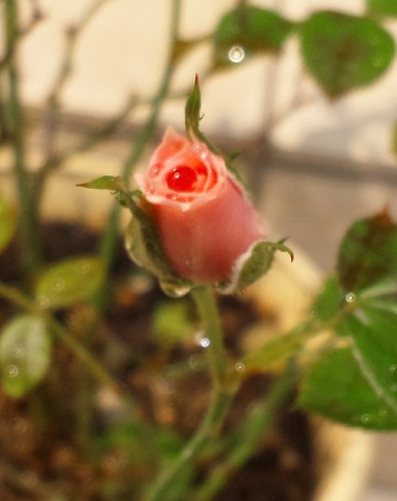 b0199924_1336557.jpg