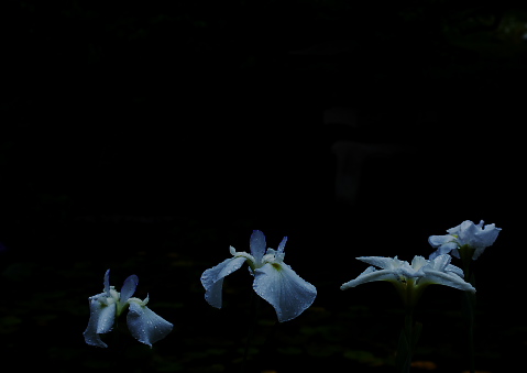 c0117943_773752.jpg