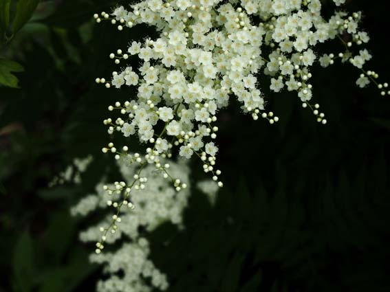 梅雨時の白い花 Tom S Photo 梅雨時の白い花 Tom S Photo
