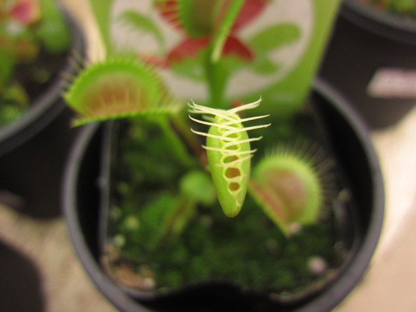 食虫植物「ハエトリソウ」_f0220152_17434730.jpg