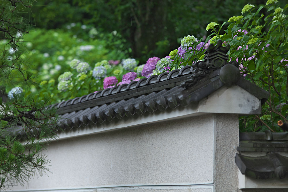 アジサイ寺、長尾山　　　　_a0146658_8191043.jpg