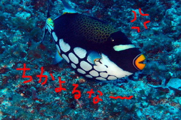 6月19日 キター!_d0113459_2154140.jpg