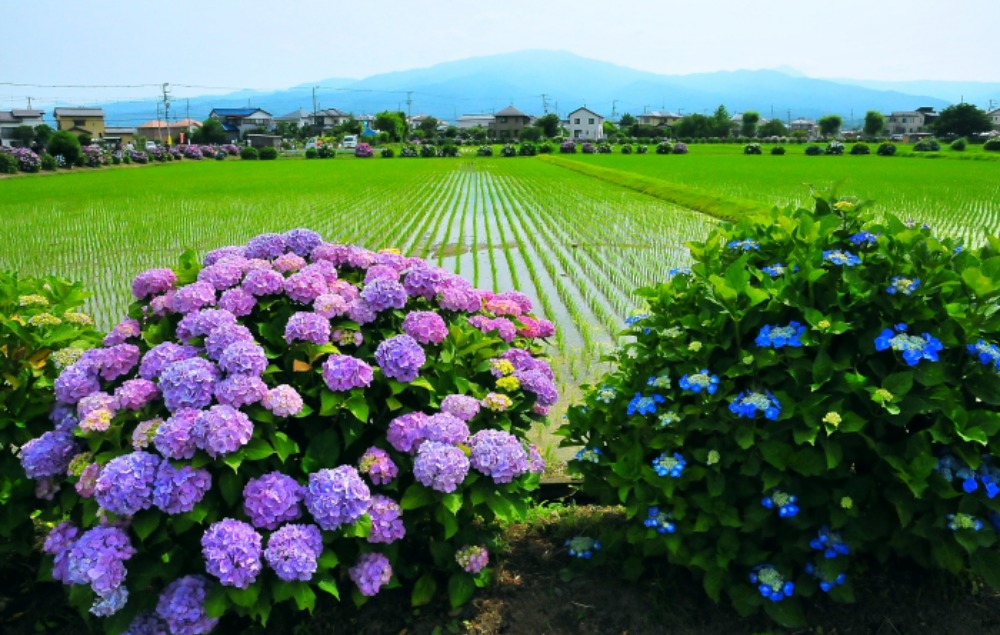 足柄上郡開成あじさいの里 小さな旅で観た情景