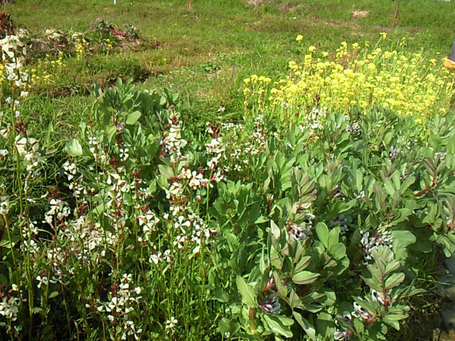 ４月の田畑は花ざかり_b0139862_2234561.jpg