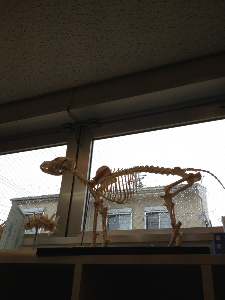 今日の動物病院_d0129766_826866.jpg