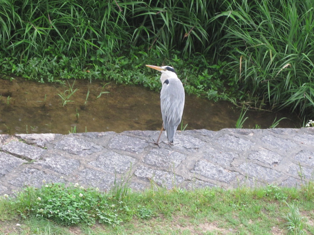 アオサギ_f0205367_1840297.jpg