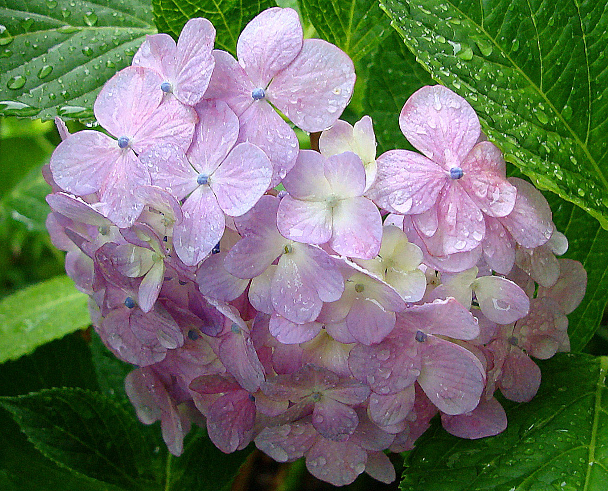 雨に咲く花 ぶらり自然散歩