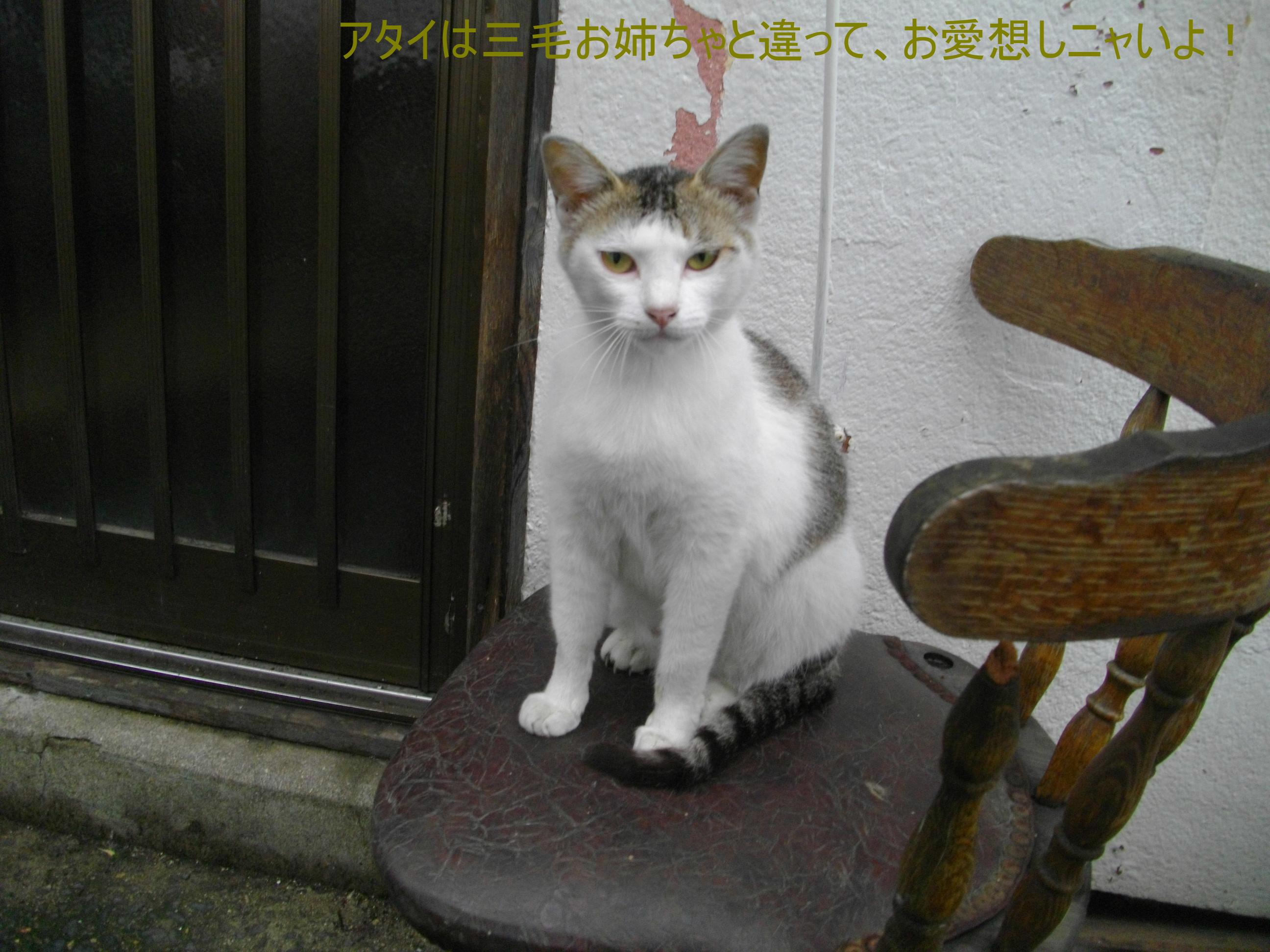 岩合さんの猫写真展_e0265768_18231282.jpg