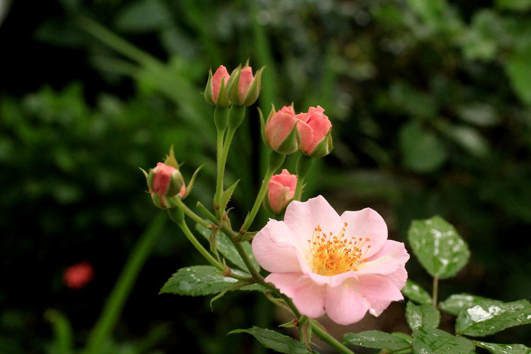 ピンクの薔薇・薔薇・薔薇・薔薇_a0107574_20591743.jpg