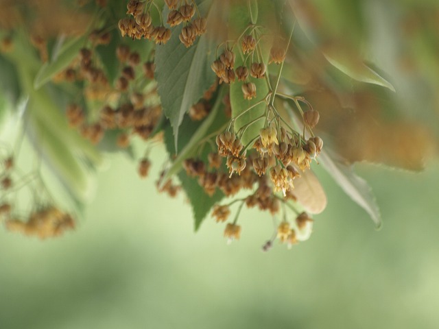 菩提樹 ボダイジュ の花 風に散って 自然風の自然風だより