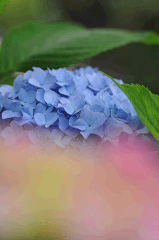 a0275782_17104378.gif