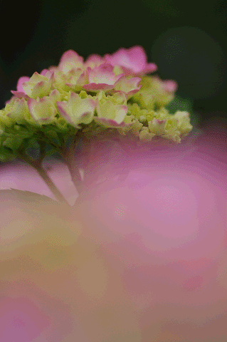 パステルカラー_a0275782_1794350.gif