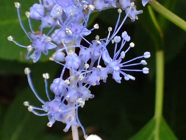 e0145782_16592038.jpg