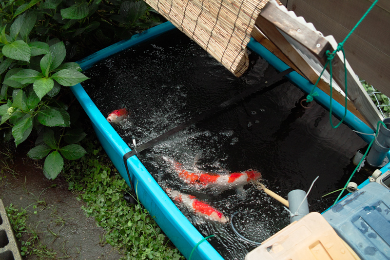 梅雨 食欲旺盛 プラ舟４００ 飼育記録 Photo Daily Life