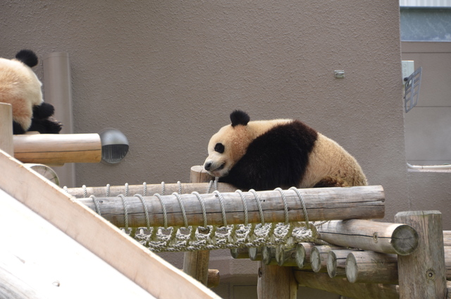 ２０１２年５月白浜パンダ見隊その１０　海ちゃん陽ちゃんの笹タイム_a0052986_2273385.jpg