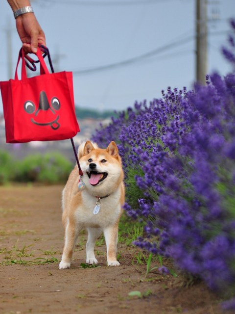 花暦_a0126590_5112044.jpg