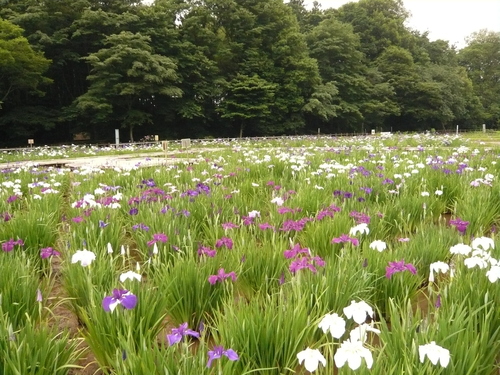 ポタリング　東村山菖蒲まつり_a0262093_1212552.jpg