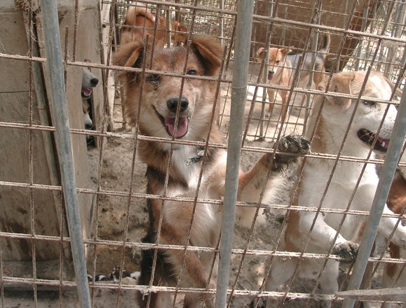 多頭飼育崩壊現場から　～４～_e0212095_22355917.jpg