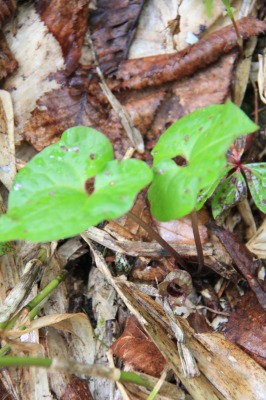c0213096_1755377.jpg