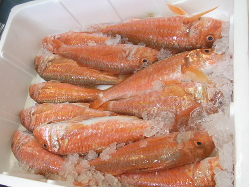 塩麹ごはんで巻き寿司& トリノの鮮魚市場☆ Pescheria Gallina_b0246303_22115480.jpg