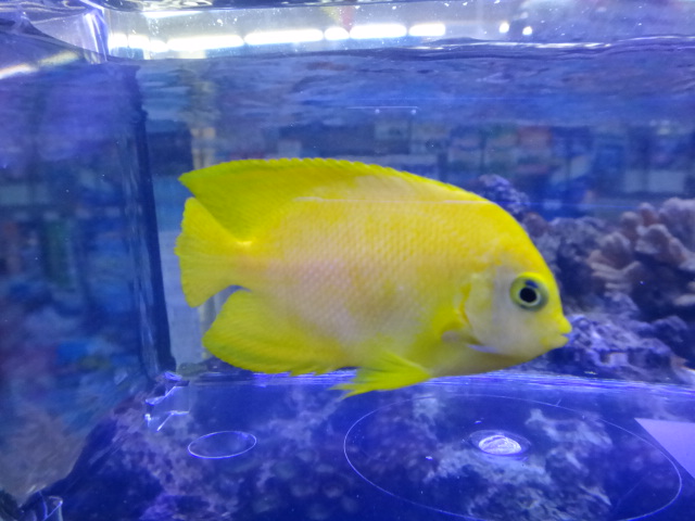 16 海水魚 水草 淡水魚 ペットメイト西宮店の生体ブログ