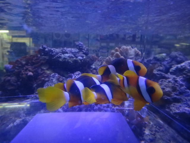 120620 海水魚・水草・淡水魚_f0189122_1351689.jpg