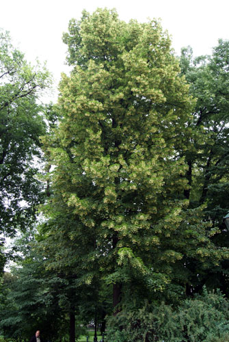 c0184125_4394021.jpg