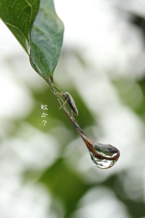 雨もまた楽し_d0042827_25999.jpg