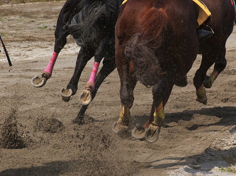 草競馬_c0077531_22304186.jpg