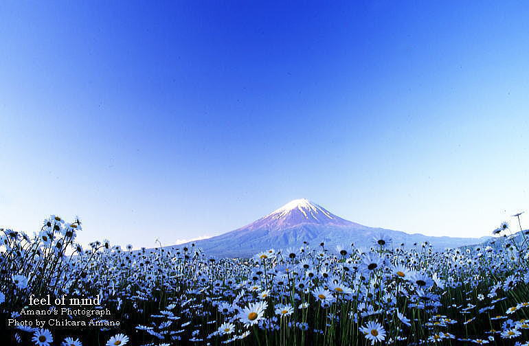 富士山とオックスアイデージー_f0045844_12332172.jpg