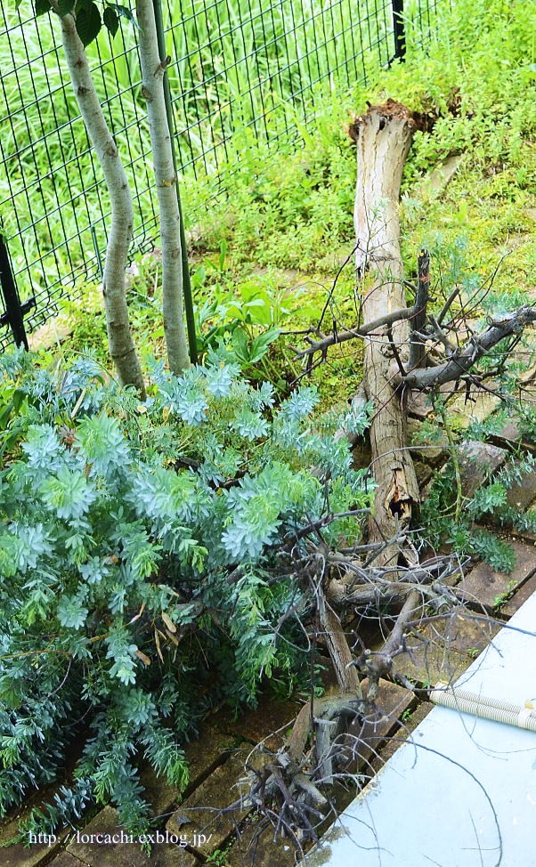 昨夜の台風で庭木のミモザが倒木した_f0045844_8234065.jpg