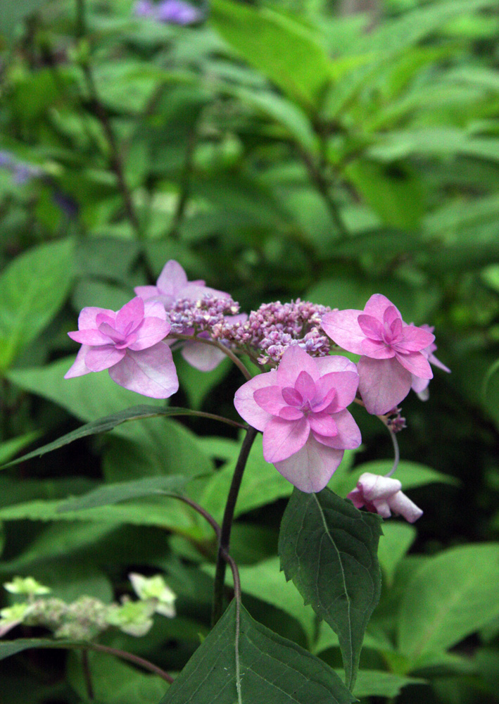 大和郡山市　矢田寺　紫陽花のアップ_c0108146_22135983.jpg