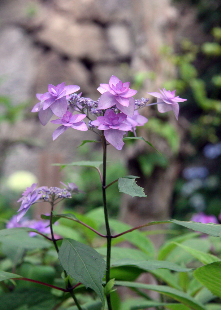 大和郡山市　矢田寺　紫陽花のアップ_c0108146_22142257.jpg