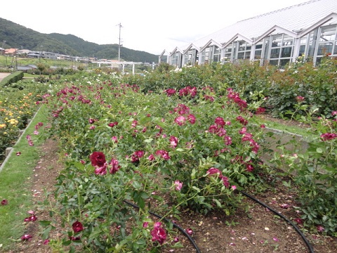 f0046854_22315037.jpg