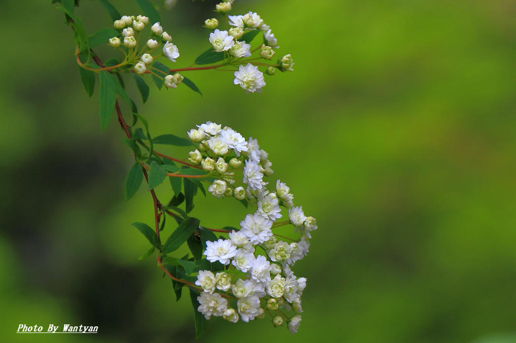 花色々　　　　2012－06－22　投稿_e0229455_22241379.jpg