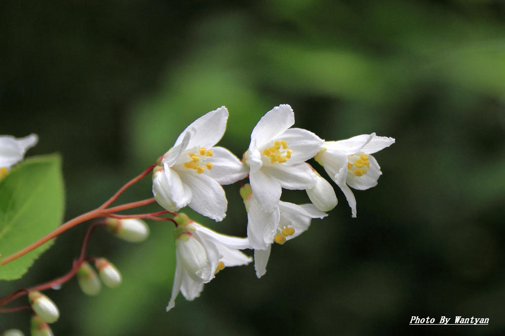 花色々　　　　2012－06－22　投稿_e0229455_22264835.jpg