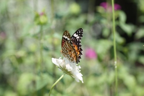 ブットレアと蝶_d0157066_13182297.jpg