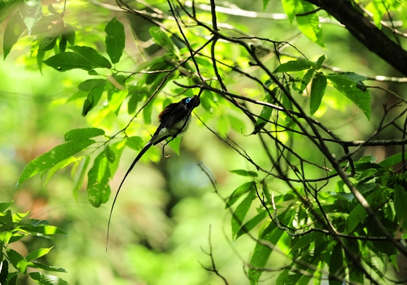 １０日ぶりの活動で・・・サンコウチョウ。_d0157380_5413443.jpg