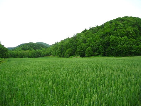 a0156782_23231716.jpg