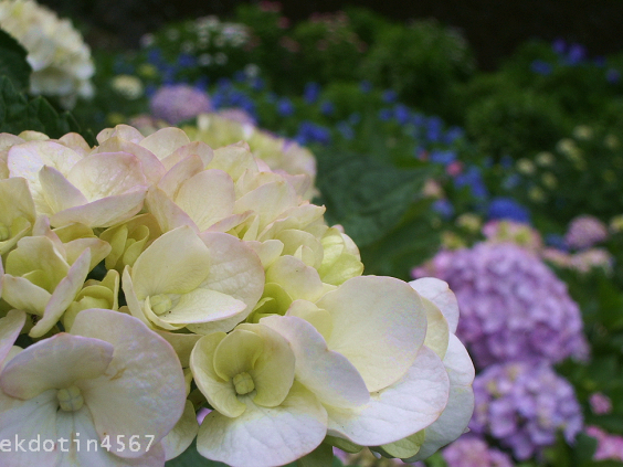 三室戸寺 ⑤ あじさいの花　_c0158882_1035550.jpg