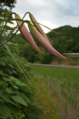 梅雨のイメージその2_b0116083_16381995.jpg